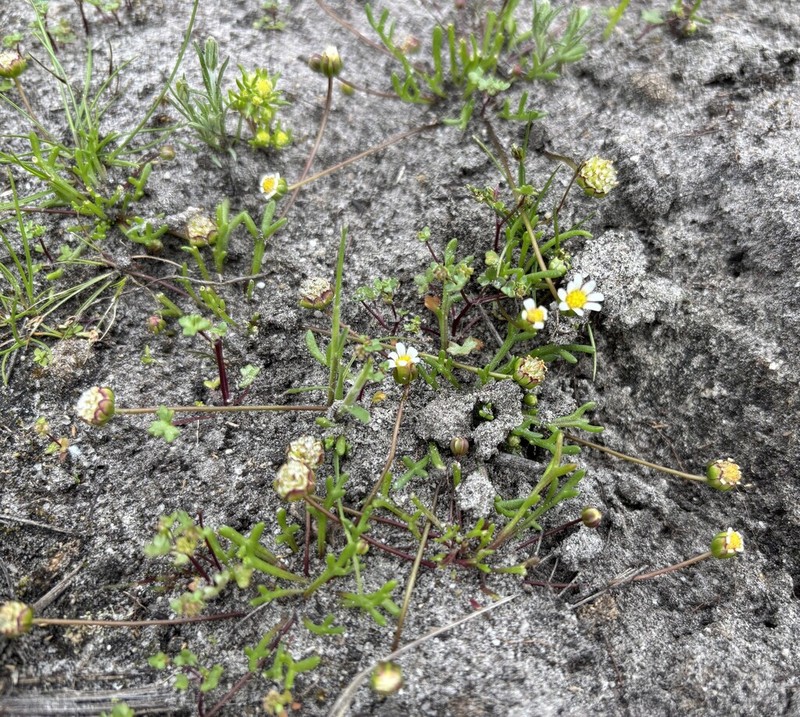 Brachyscome lineariloba photo 5
