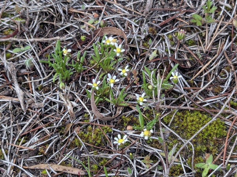 Brachyscome lineariloba photo 6