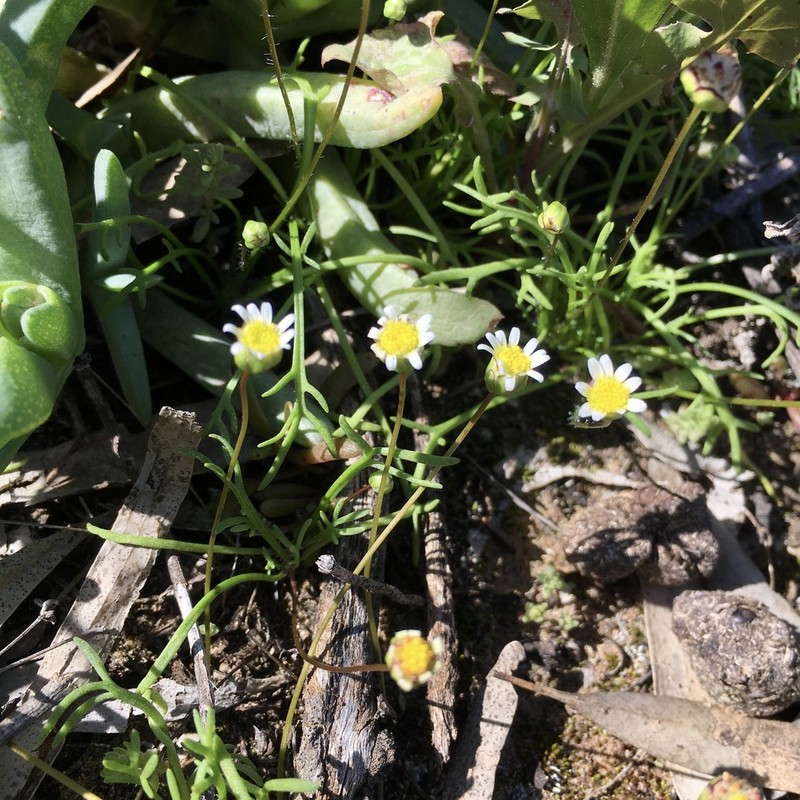 Brachyscome lineariloba photo 7