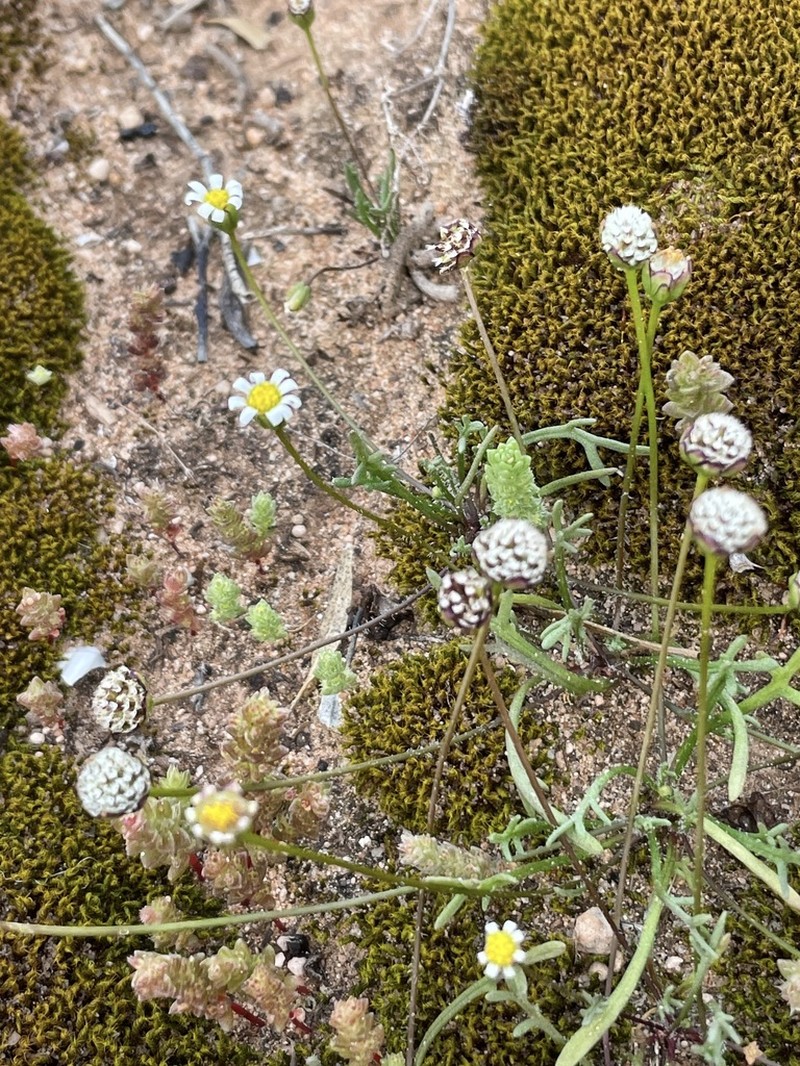 Brachyscome lineariloba photo 8