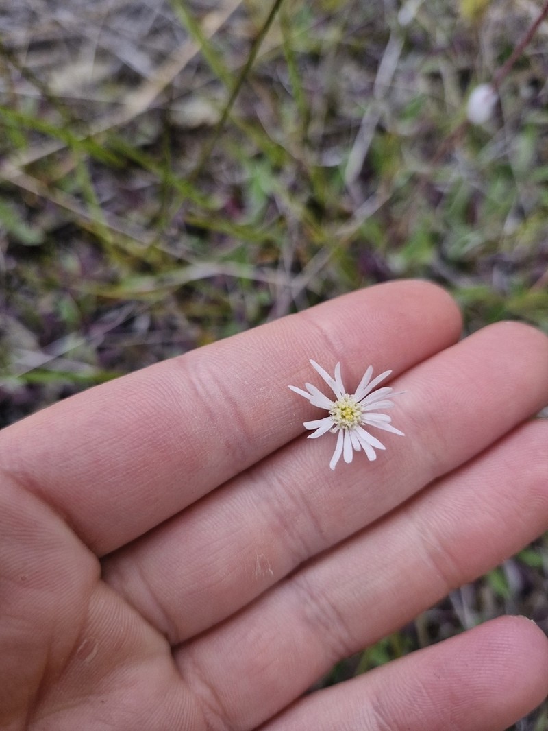 Brachyscome longiscapa