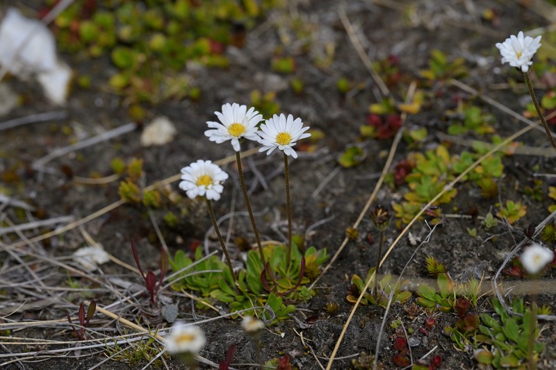 Brachyscome longiscapa photo 2