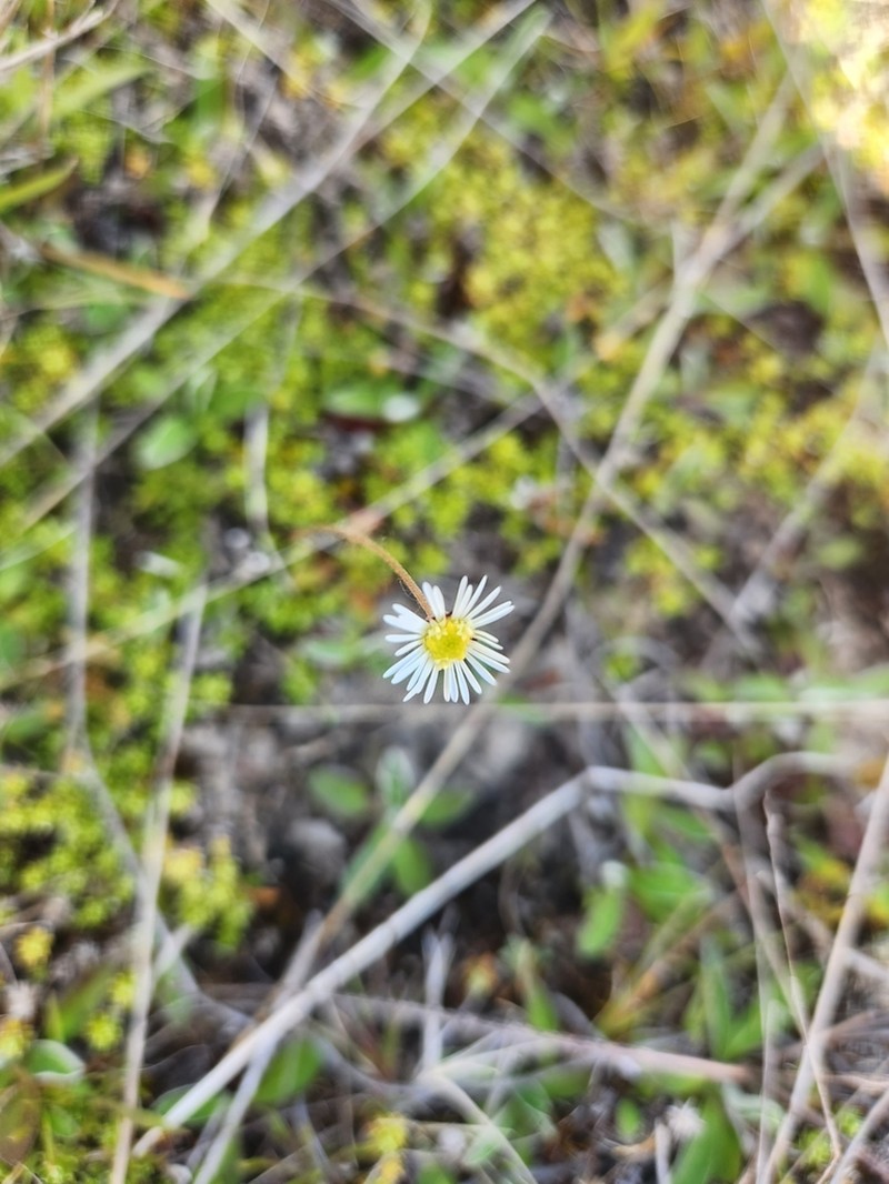 Brachyscome longiscapa photo 3
