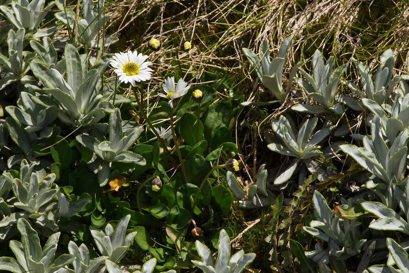 Brachyscome longiscapa photo 5