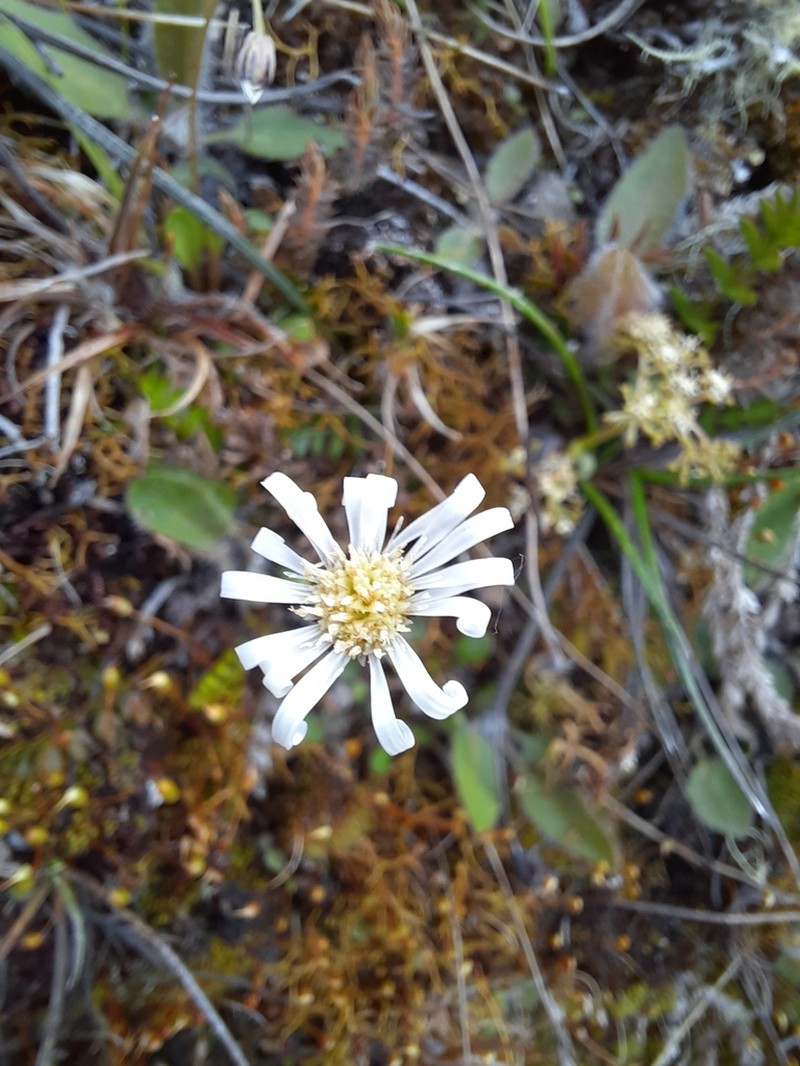 Brachyscome longiscapa photo 6