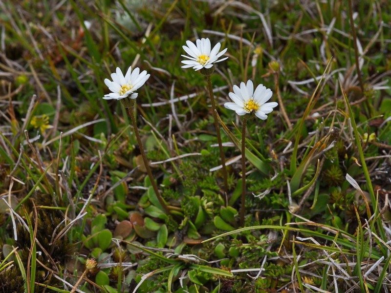 Brachyscome longiscapa photo 7