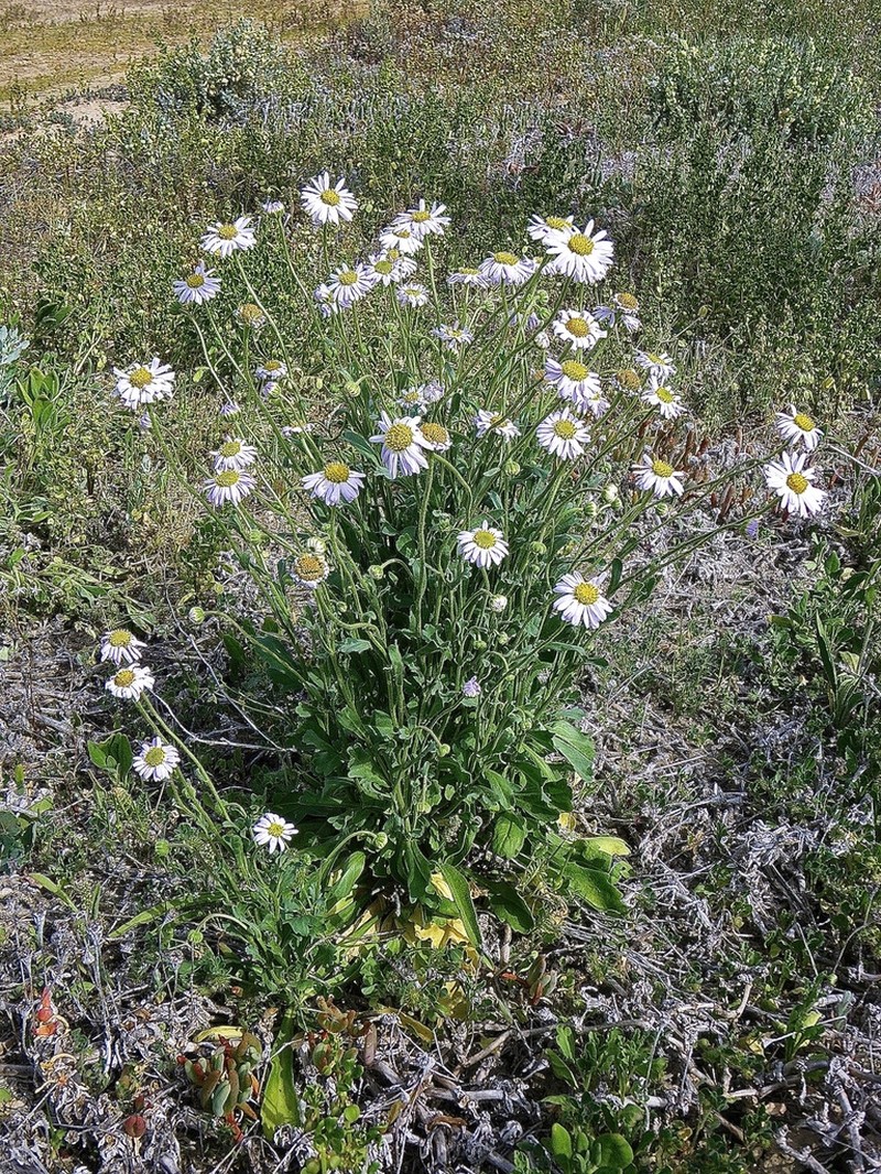 Brachyscome melanocarpa