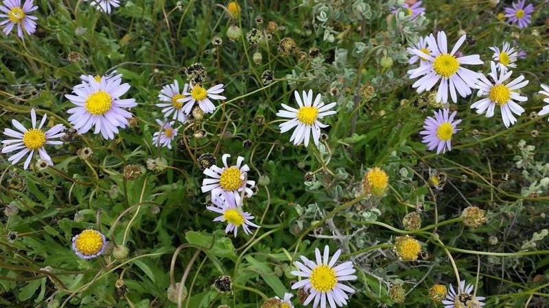 Brachyscome melanocarpa photo 2