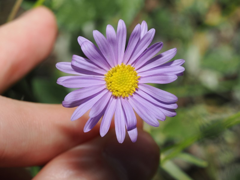 Brachyscome melanocarpa photo 4