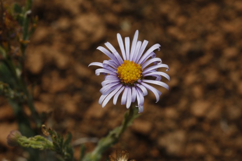 Brachyscome melanocarpa photo 5