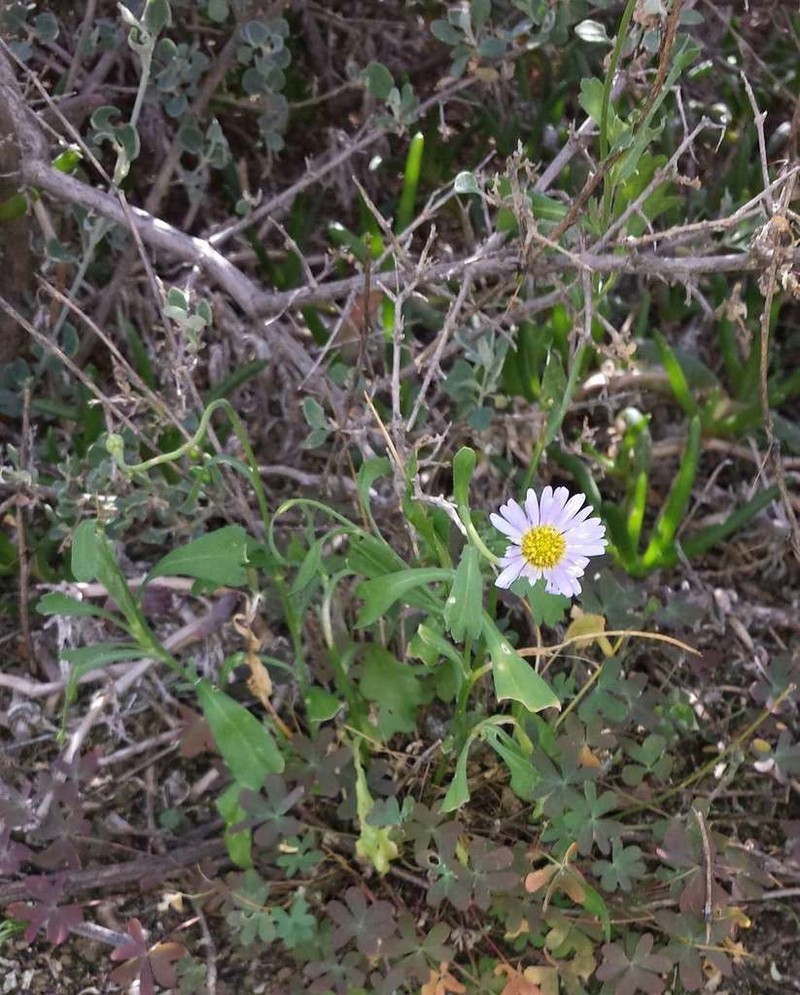 Brachyscome melanocarpa photo 6