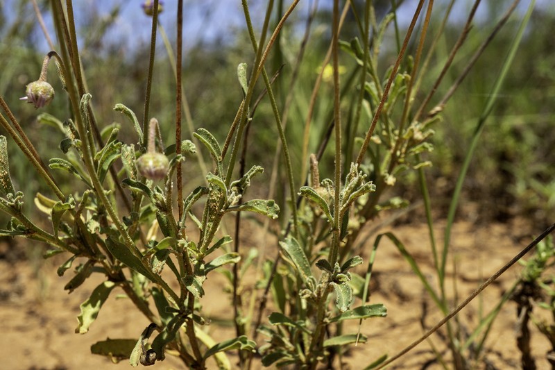 Brachyscome melanocarpa photo 8