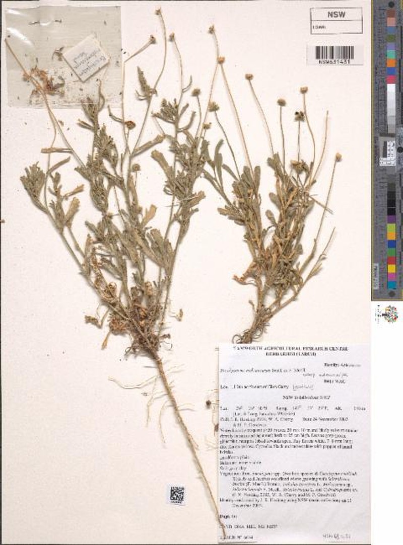 Brachyscome melanocarpa subsp. melanocarpa