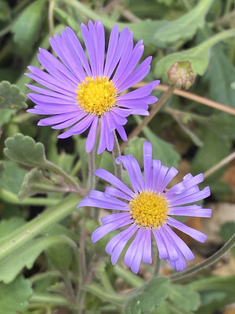 Brachyscome microcarpa