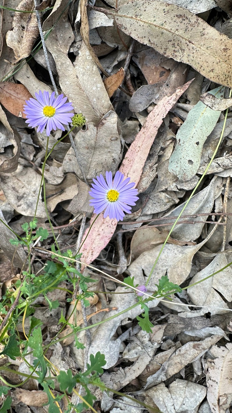 Brachyscome microcarpa photo 2