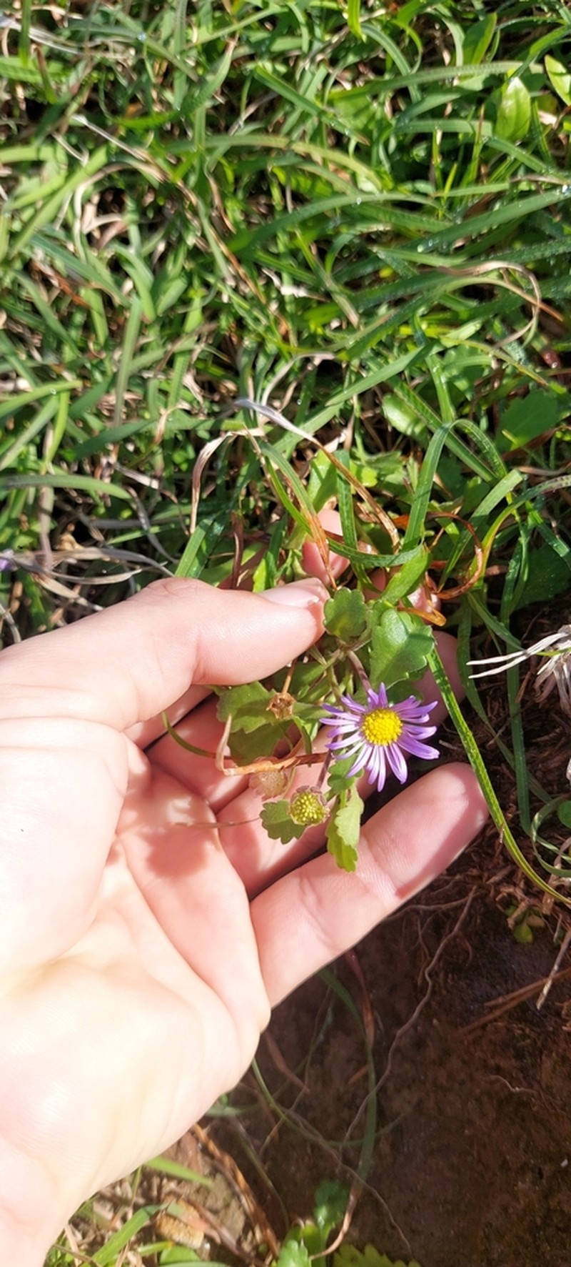 Brachyscome microcarpa photo 3