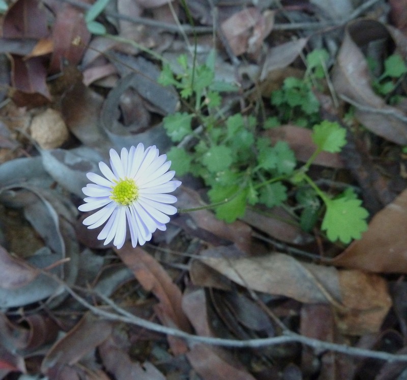 Brachyscome microcarpa photo 4