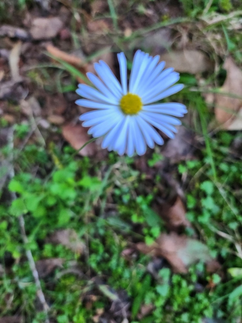 Brachyscome microcarpa photo 6