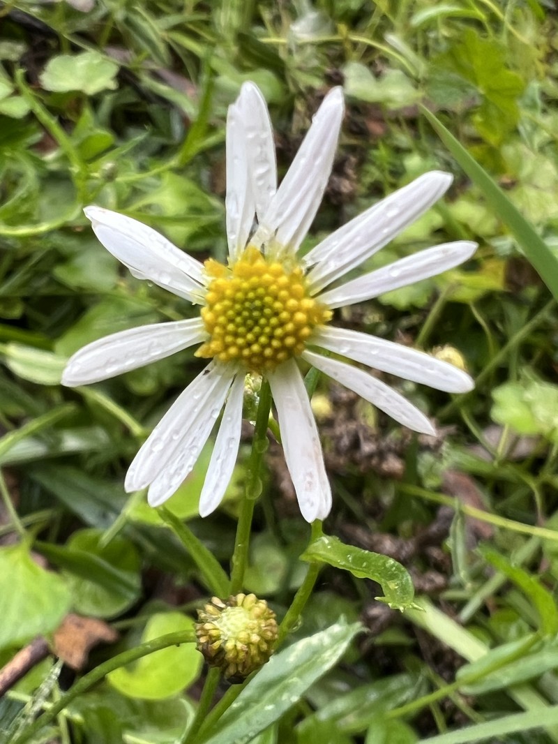 Brachyscome mittagongensis