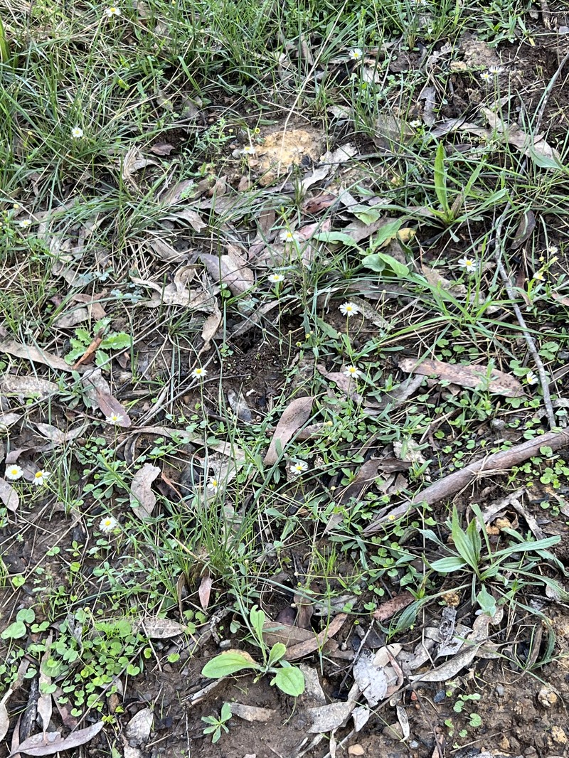 Brachyscome mittagongensis photo 2
