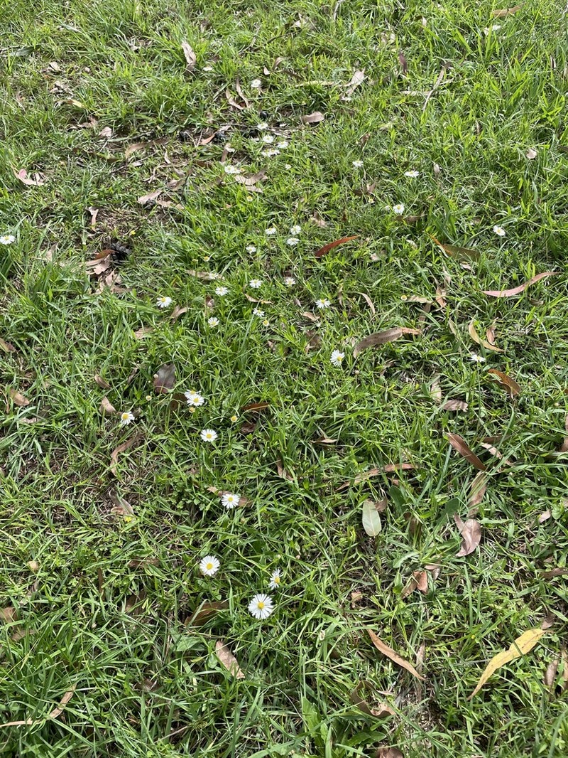 Brachyscome mittagongensis photo 3