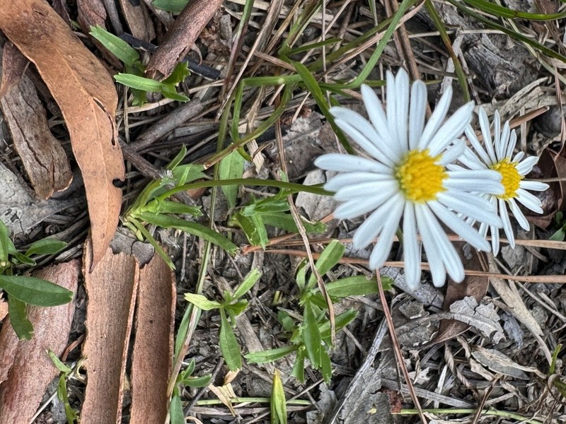 Brachyscome mittagongensis photo 4
