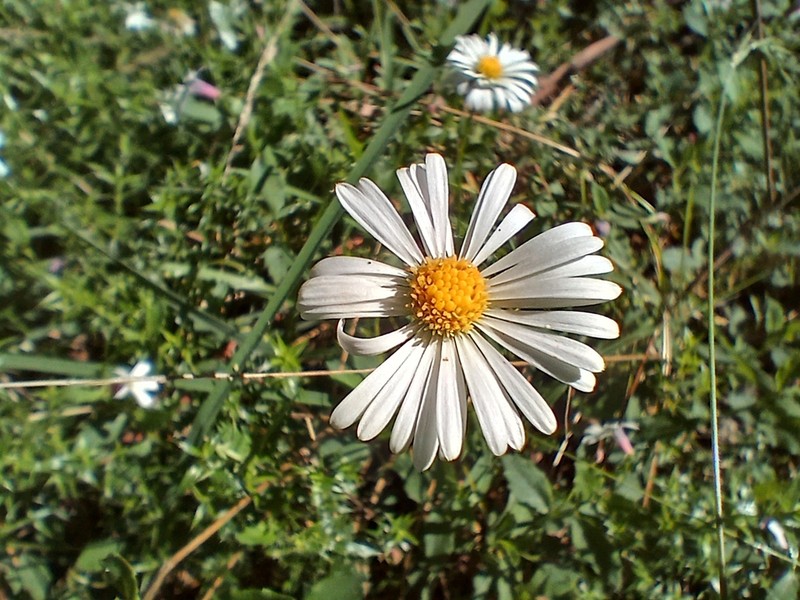 Brachyscome mittagongensis photo 5