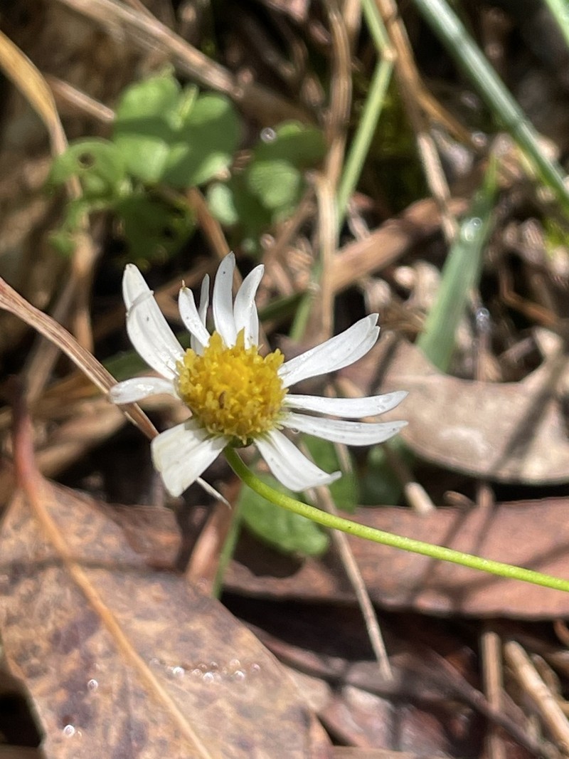Brachyscome mittagongensis photo 6