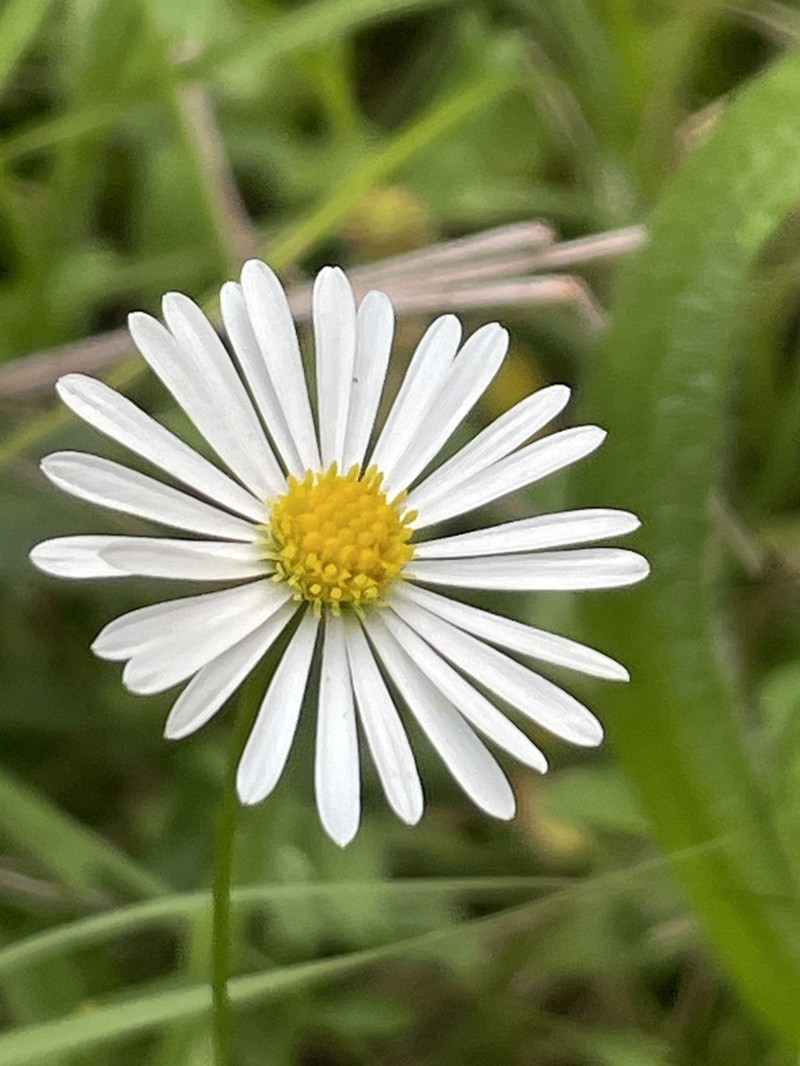 Brachyscome mittagongensis photo 7