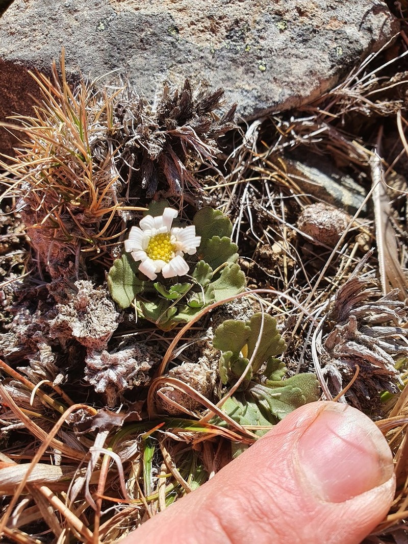 Brachyscome montana
