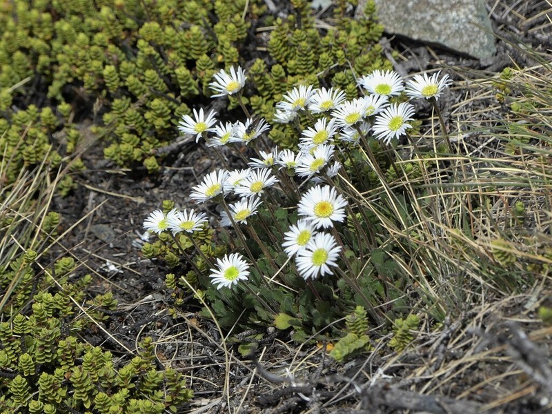 Brachyscome montana photo 2