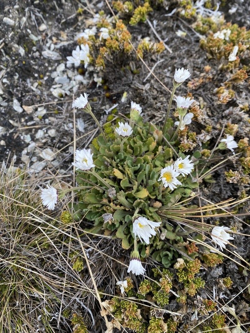 Brachyscome montana photo 3