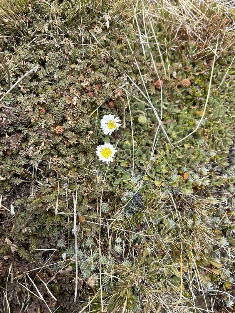 Brachyscome montana photo 4