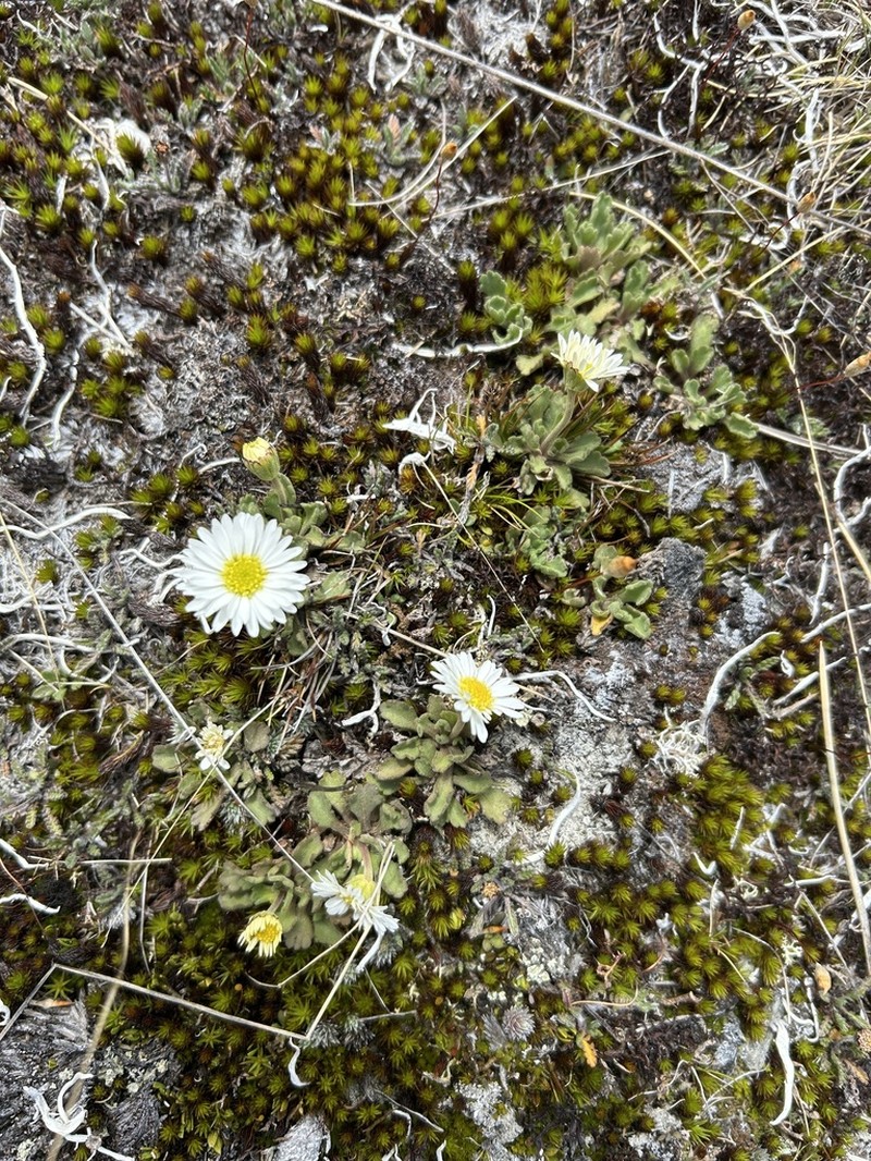 Brachyscome montana photo 5