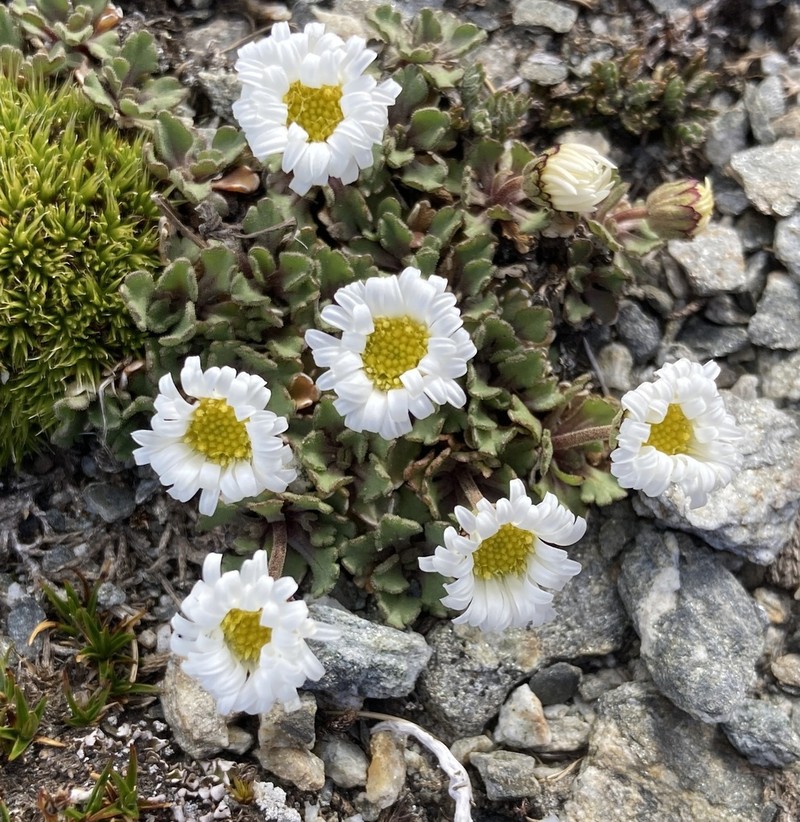 Brachyscome montana photo 6