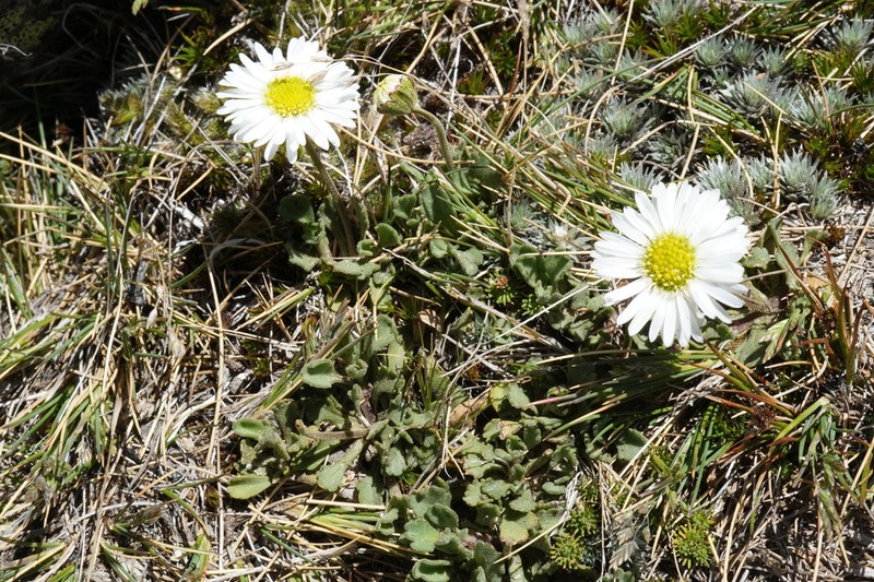 Brachyscome montana photo 7