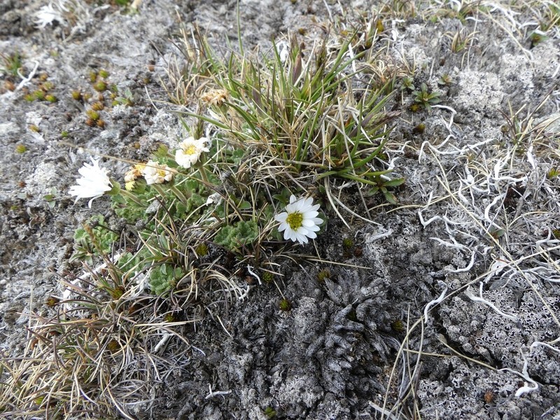 Brachyscome montana photo 8