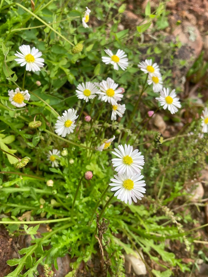 Brachyscome muelleri