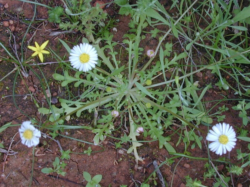 Brachyscome muelleri photo 2