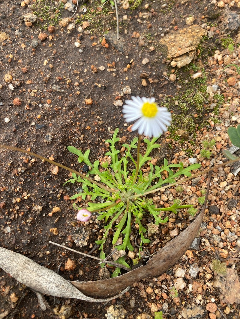 Brachyscome muelleri photo 3