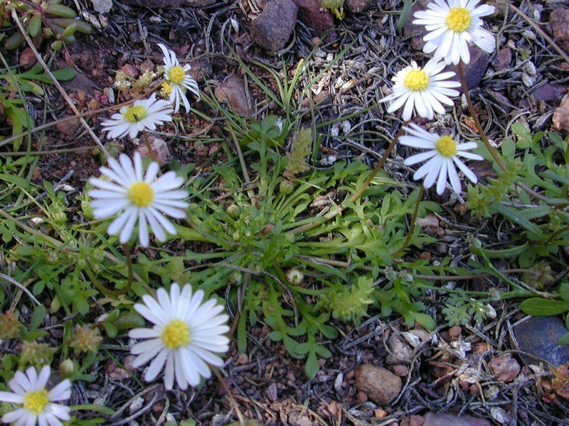 Brachyscome muelleri photo 4