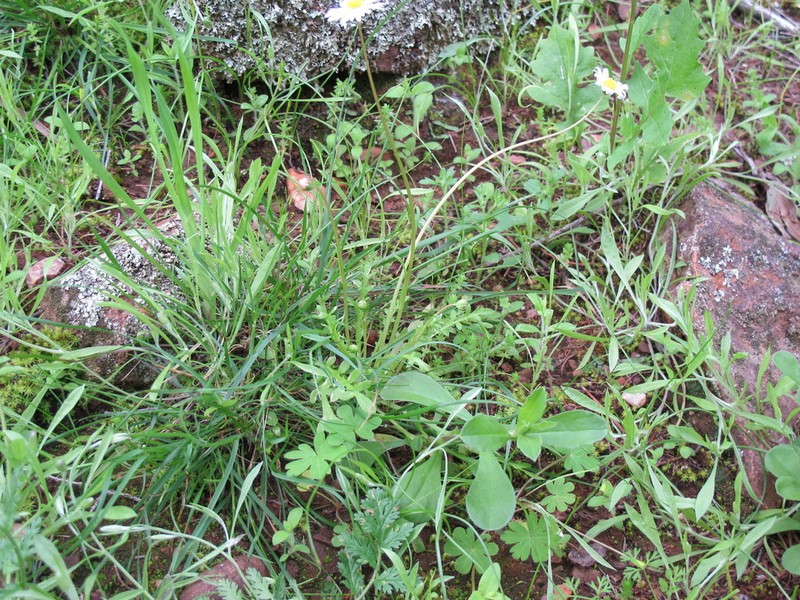 Brachyscome muelleri photo 5
