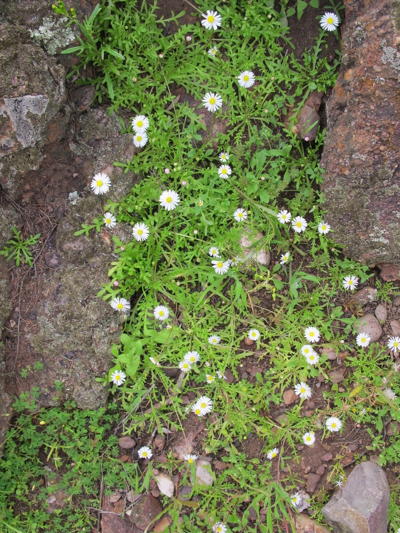 Brachyscome muelleri photo 6