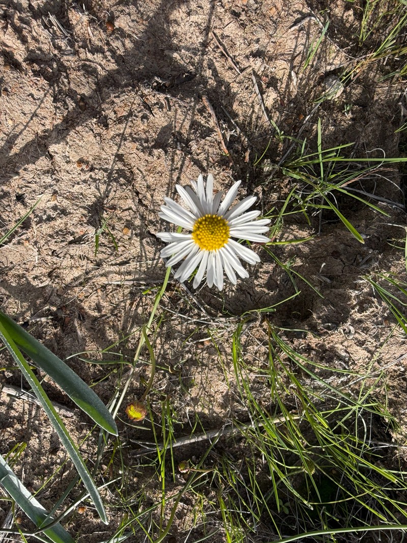Brachyscome muelleroides