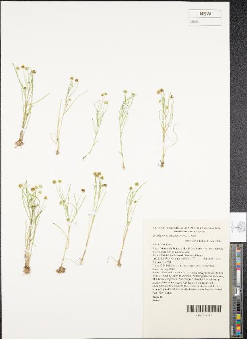 Brachyscome muelleroides photo 2