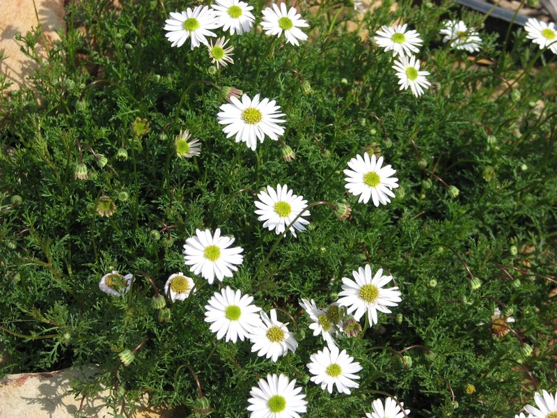 Brachyscome multifida photo 2