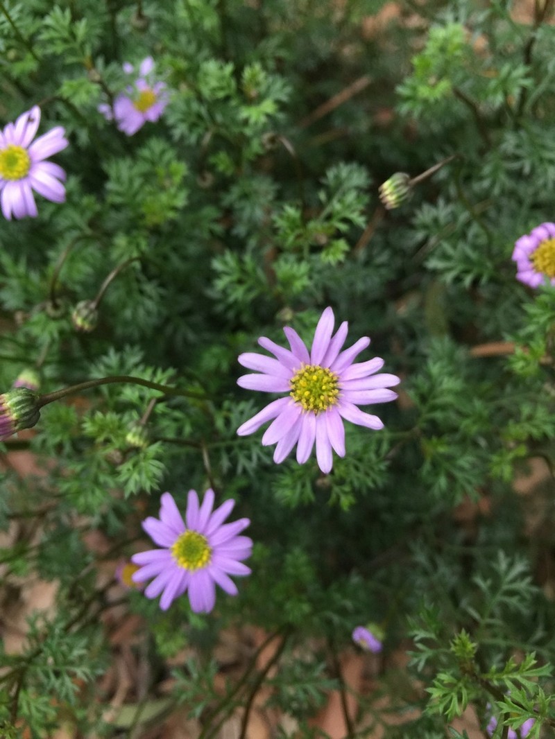 Brachyscome multifida photo 3