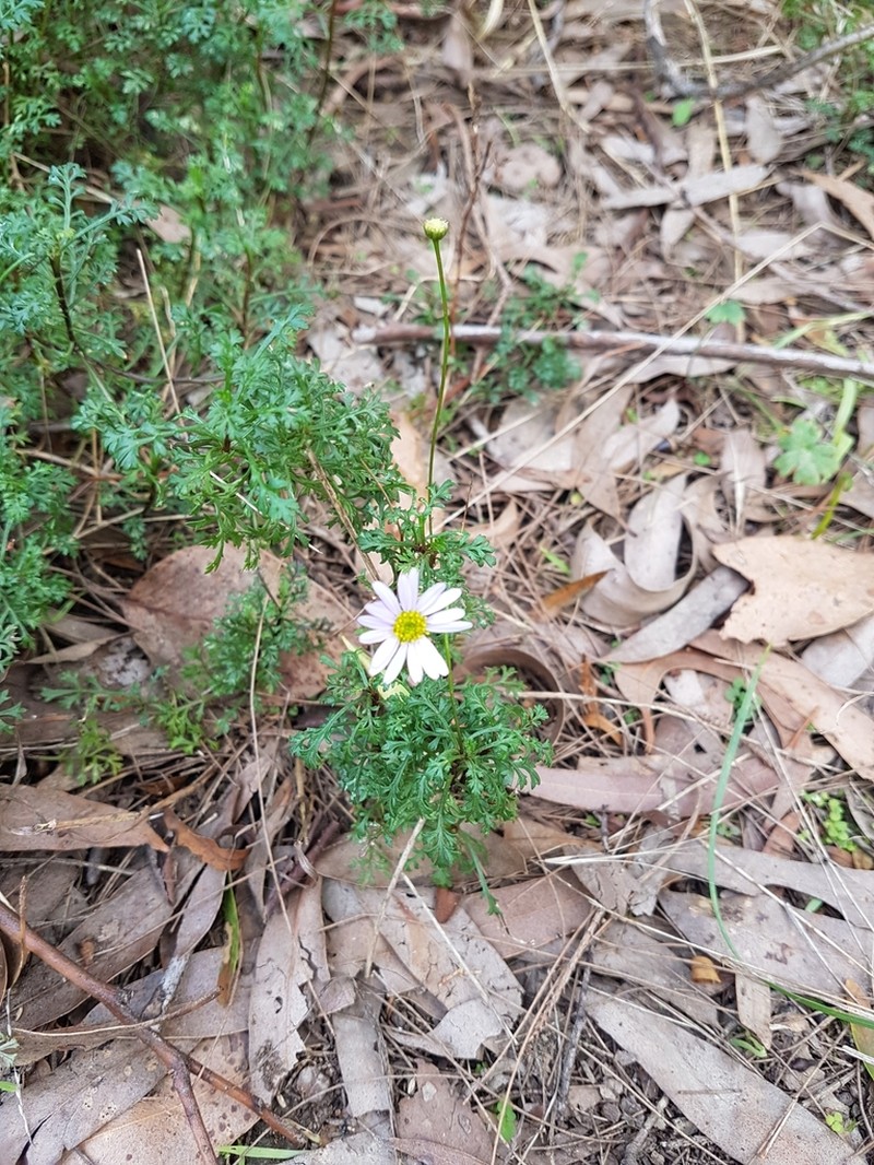 Brachyscome multifida photo 4