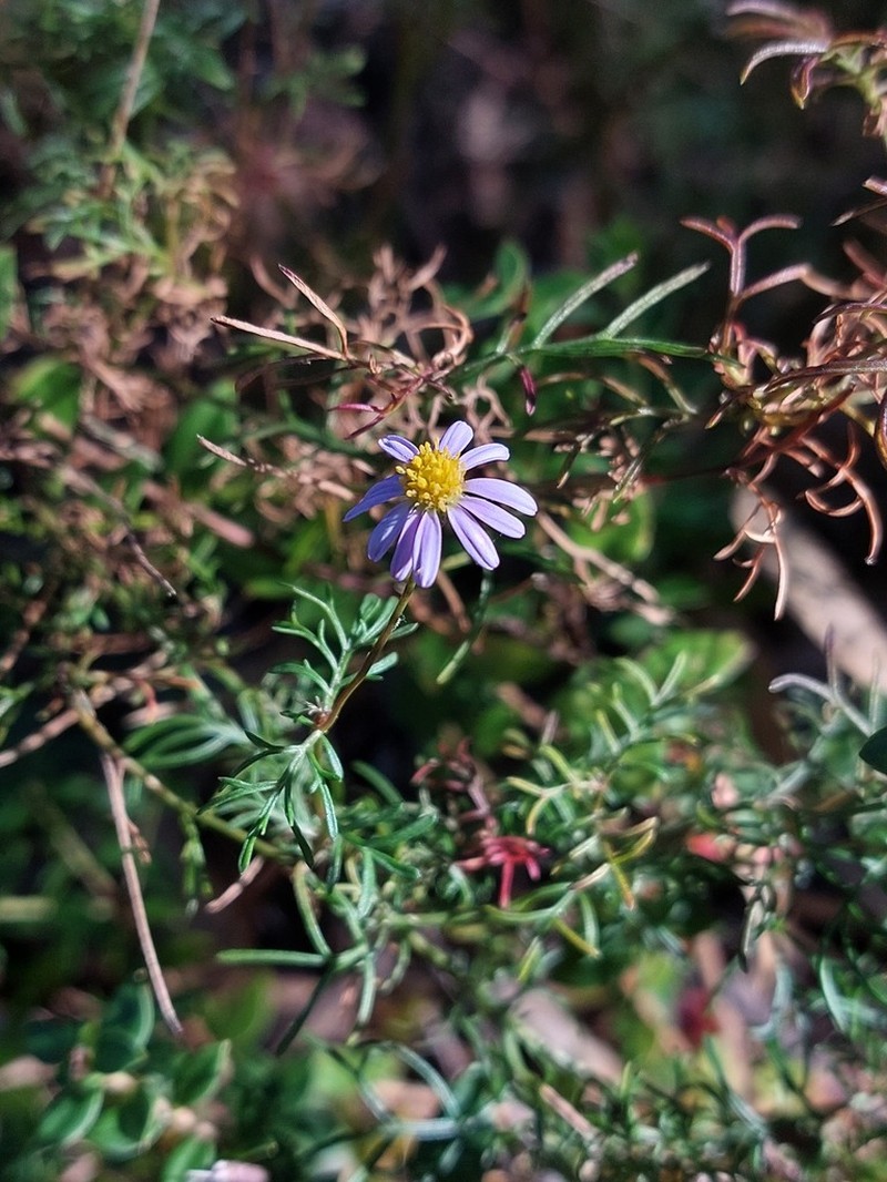 Brachyscome multifida photo 5