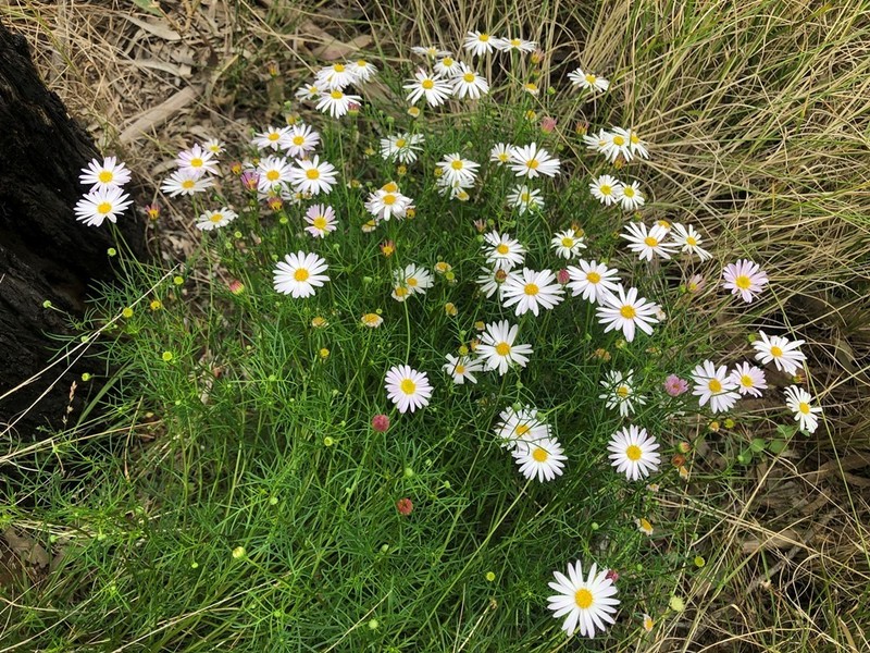 Brachyscome multifida photo 6